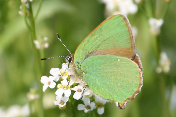 callophrys rubi